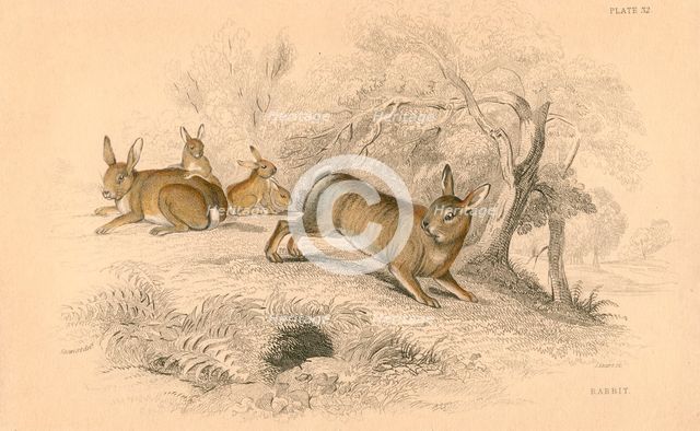 Rabbit (Oryctolagus cuniculus), 1828. Creator: Unknown.