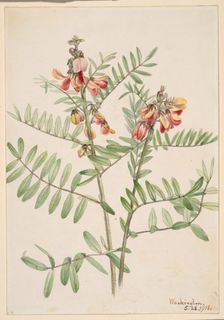 Rabbitbean (Cracca virginiana), 1918. Creator: Mary Vaux Walcott