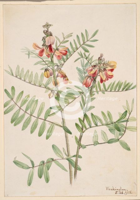 Rabbitbean (Cracca virginiana), 1918. Creator: Mary Vaux Walcott.