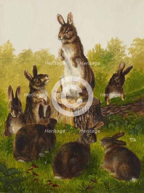 Rabbits, 1859. Creator: William Jacob Hays.
