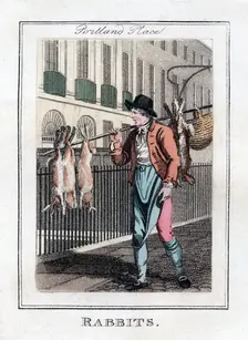 Rabbits Portland Place, London, 1805
