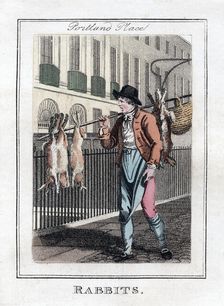 Rabbits Portland Place, London, 1805
