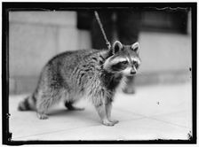 Raccoon, between 1913 and 1917. Creator: Harris & Ewing