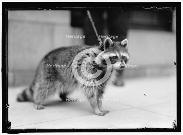 Raccoon, between 1913 and 1917. Creator: Harris & Ewing.