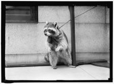 Raccoon, between 1913 and 1917. Creator: Harris & Ewing