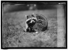Raccoon, between 1913 and 1917. Creator: Harris & Ewing