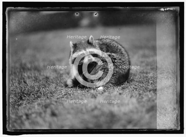 Raccoon, between 1913 and 1917. Creator: Harris & Ewing.