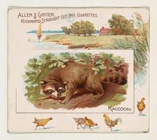 Raccoon, from Quadrupeds series (N41) for Allen & Ginter Cigarettes, 1890. Creator: Allen & Ginter