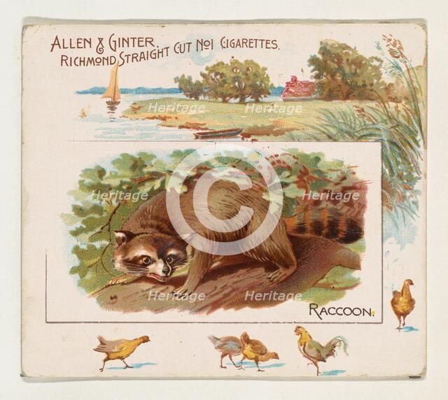 Raccoon, from Quadrupeds series (N41) for Allen & Ginter Cigarettes, 1890. Creator: Allen & Ginter.