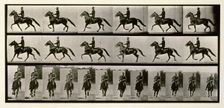 Racking (pacing), 1872-1885. Creator: Eadweard J Muybridge
