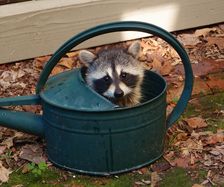Racoon Baby. Creator: Tom Artin