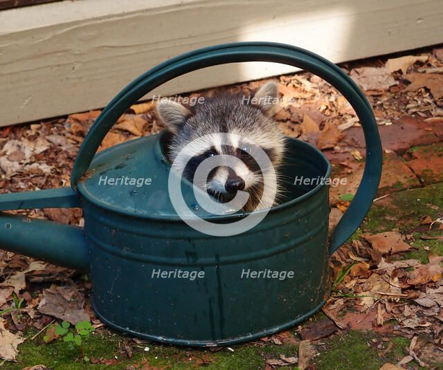 Racoon Baby. Creator: Tom Artin.