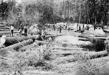 Rafting pine logs, Keystone Lumber Company, 1901 Dec 29. Creator: Unknown