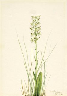 Ragged Fringe-orchid (Habenaria lacera), 1918. Creator: Mary Vaux Walcott