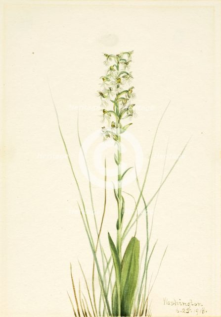 Ragged Fringe-orchid (Habenaria lacera), 1918. Creator: Mary Vaux Walcott.