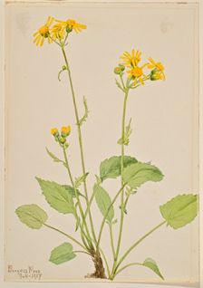 Ragwort (Senecio burkei), 1917. Creator: Mary Vaux Walcott