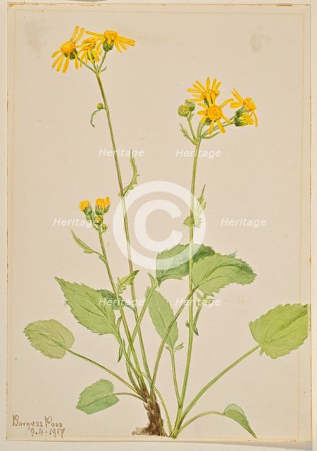 Ragwort (Senecio burkei), 1917. Creator: Mary Vaux Walcott.
