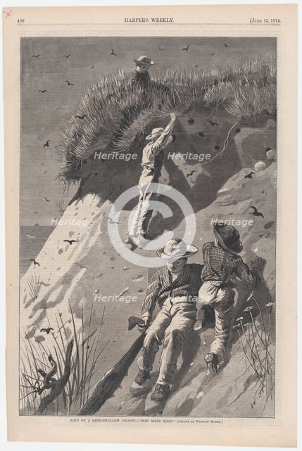 Raid on a Sand-swallow Colony - "How Many Eggs?" (Harper's Weekly, Vol. XVIII), June 13, 1874. Creator: W. H. Lagarde.