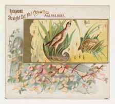 Rail, from the Game Birds series (N40) for Allen & Ginter Cigarettes, 1888-90. Creator: Allen & Ginter