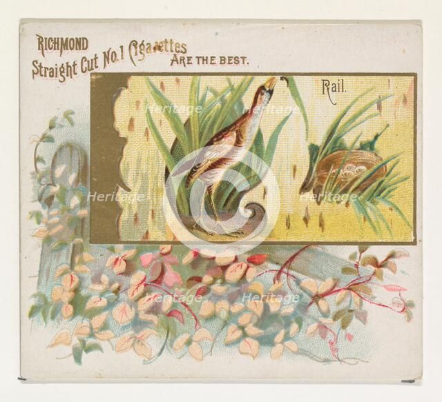 Rail, from the Game Birds series (N40) for Allen & Ginter Cigarettes, 1888-90. Creator: Allen & Ginter.