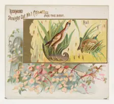 Rail, from the Game Birds series (N40) for Allen & Ginter Cigarettes, 1888-90. Creator: Allen & Ginter