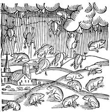Rain of frogs recorded in 1355 (1557). Creators: Unknown, Conrad Lycosthenes
