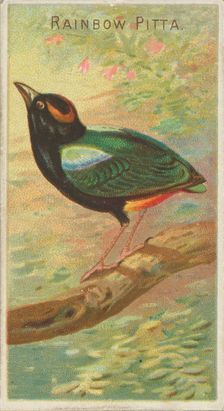 Rainbow Pitta, from the Birds of the Tropics series (N5) for Allen & Ginter Cigarettes Bra..., 1889. Creator: Allen & Ginter