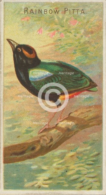 Rainbow Pitta, from the Birds of the Tropics series (N5) for Allen & Ginter Cigarettes Bra..., 1889. Creator: Allen & Ginter.