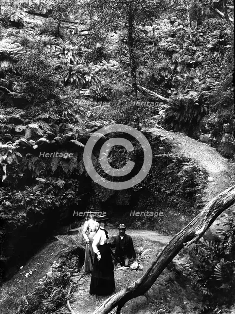 Rainforest location, possibly Mount Tamborine, c1900s. Creator: Robert Augustus Henry L'Estrange.