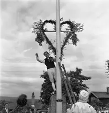Raising the maypole for the Midsummer celebrations, Sweden, 1951. Creator: Torkel Lindeberg