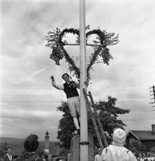 Raising the maypole for the Midsummer celebrations, Sweden, 1951. Creator: Torkel Lindeberg