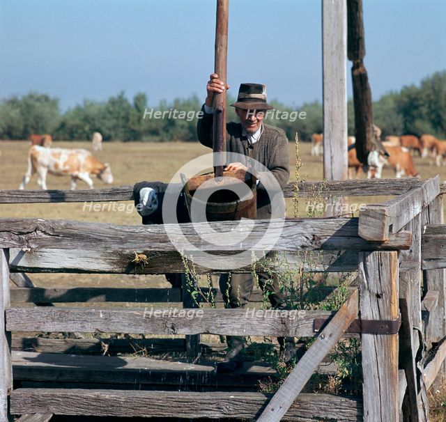 Raising water for cattle from a well in Hungary. Artist: CM Dixon Artist: Unknown