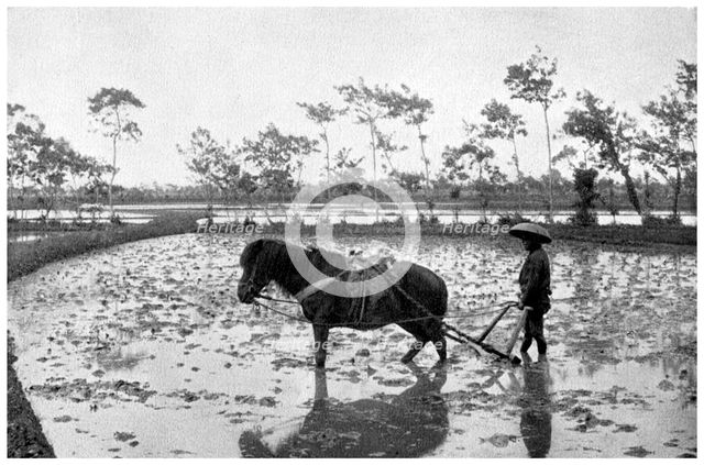 Raking a rice field, Japan, 1904. Artist: Unknown