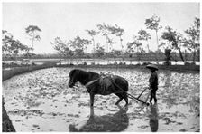 Raking a rice field, Japan, 1904