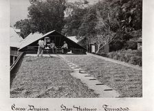 Raking cocoa beans outside cocoa drying sheds, San Antonio, Trinidad, 1897