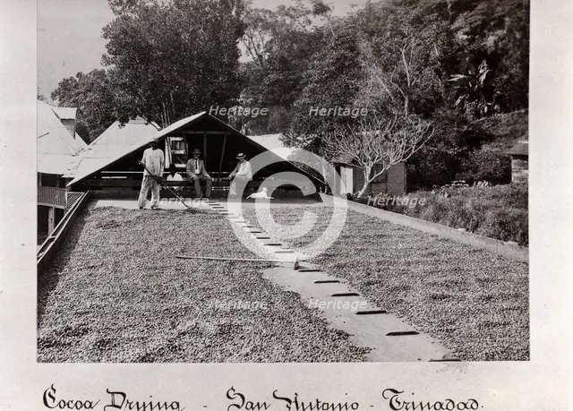 Raking cocoa beans outside cocoa drying sheds, San Antonio, Trinidad, 1897. Artist: Unknown