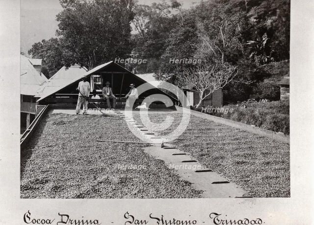 Raking cocoa beans outside cocoa drying sheds, San Antonio, Trinidad, 1897. Artist: Unknown