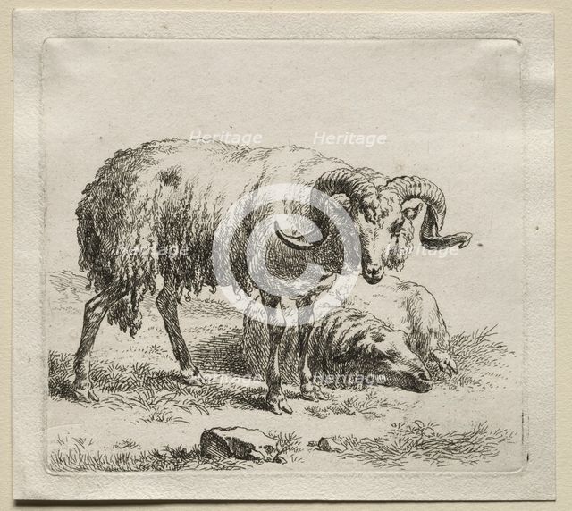 Ram and Sheep. Creator: Nicolaes Berchem (Dutch, 1620-1683).