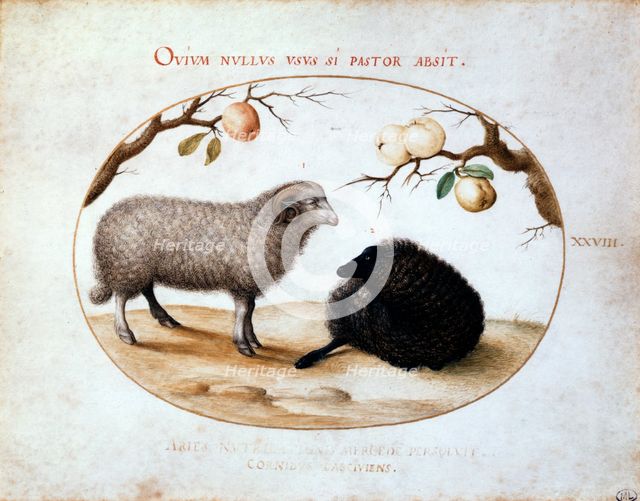 'Ram, Black Sheep and Two Apple Branches', 16th century.  Artist: Joris Hoefnagel