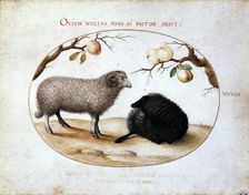 Ram, Black Sheep and Two Apple Branches 16th century. Artist: Joris Hoefnagel