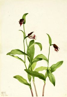 Ramshead Lady's Slipper (Cypripedium arietinum), 1924. Creator: Mary Vaux Walcott