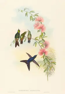Ramphomicron microrhyncha (Small-billed Thornbill). Creators: John Gould, Henry Constantine Richter