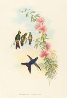 Ramphomicron microrhyncha (Small-billed Thornbill). Creators: John Gould, Henry Constantine Richter