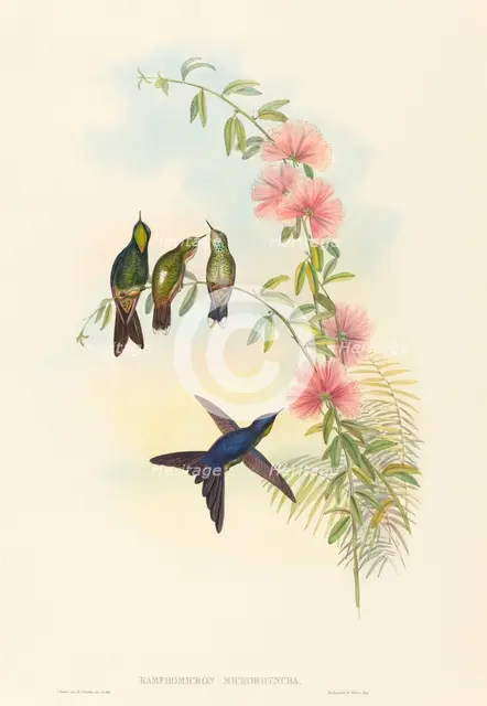 Ramphomicron microrhyncha (Small-billed Thornbill). Creators: John Gould, Henry Constantine Richter.