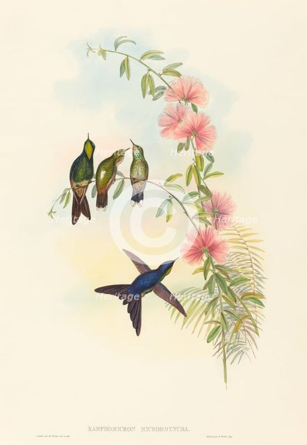 Ramphomicron microrhyncha (Small-billed Thornbill). Creators: John Gould, Henry Constantine Richter.