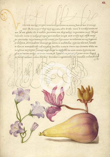 Rampion, Dittany, and Pear; Mira calligraphiae monumenta, 1561-1562; illumination added 1591-1596. Creator: Joris Hoefnagel.