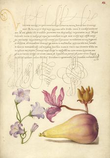 Rampion, Dittany, and Pear; Mira calligraphiae monumenta, 1561-1562; illumination added 1591-1596. Creator: Joris Hoefnagel