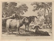 Rams. Creator: Herman van Swanevelt