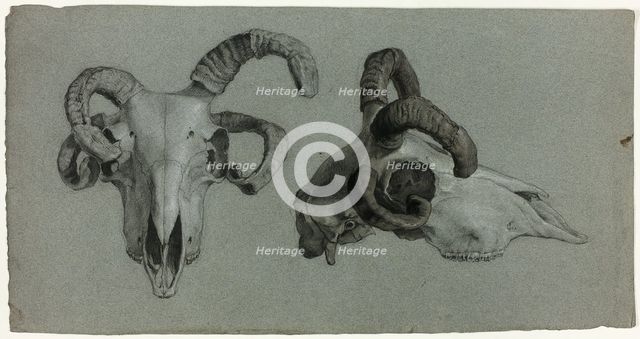 Rams' Skulls, n.d. Creator: George Hayter.