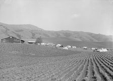 Ranch camp for pea pickers, near Milpitas, Santa Clara County, California, 1939. Creator: Dorothea Lange